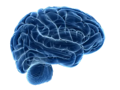 SEO Kursus - Brain Concept